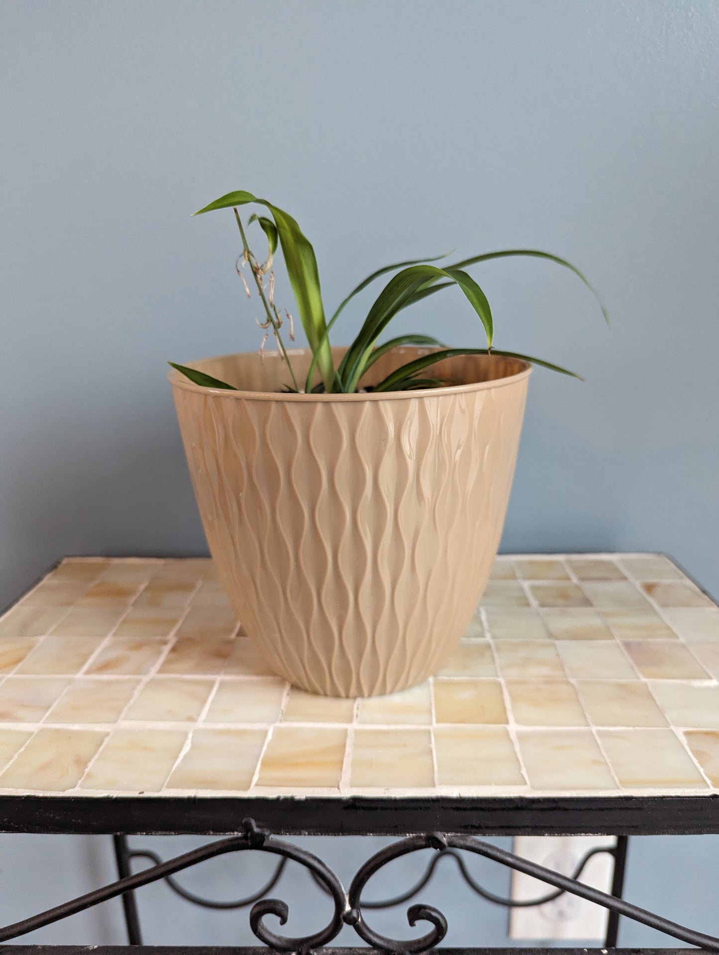 Spider Plant in Pot