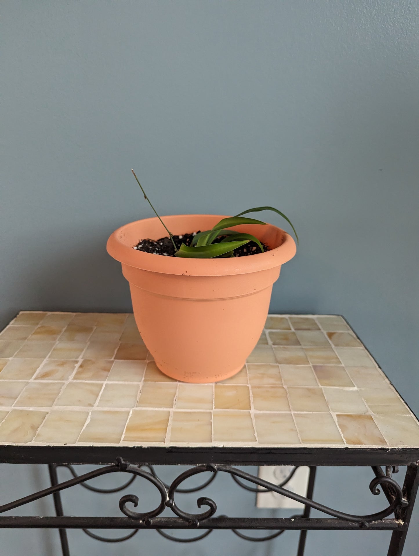 Spider Plant in Pot