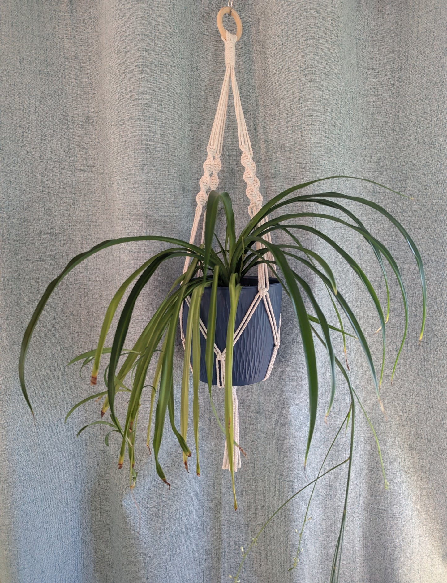 Macrame Plant Hanger Minimalist Design