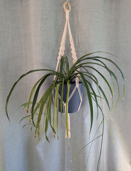 Macrame Plant Hanger Minimalist Design